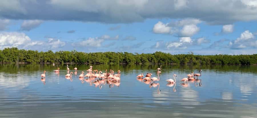 Río Lagartos Premium Tour – Up to 6 People - Key things that make this tour worth your time