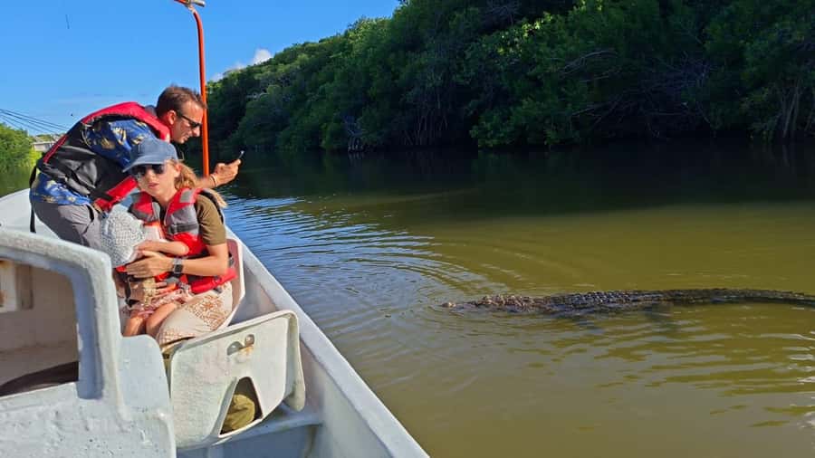 Río Lagartos Premium Tour – Up to 6 People - Cruising 35 kilometers of mangroves and calm waters