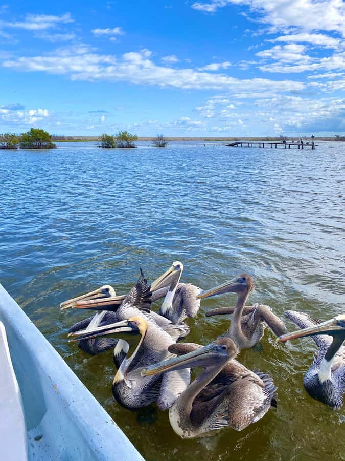 Río Lagartos Premium Tour – Up to 6 People - Virgin beach time: rinse, swim, and actually relax
