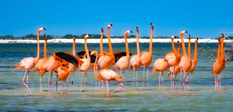 Río Lagartos Premium Tour – Up to 6 People - Meeting at Maleconcito Gourmet and finding your guide