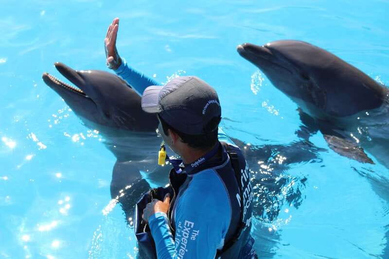 Riviera Maya: Dolphin Encounter with Beach Club Access - What to Pack: The Small Things That Make or Break the Day