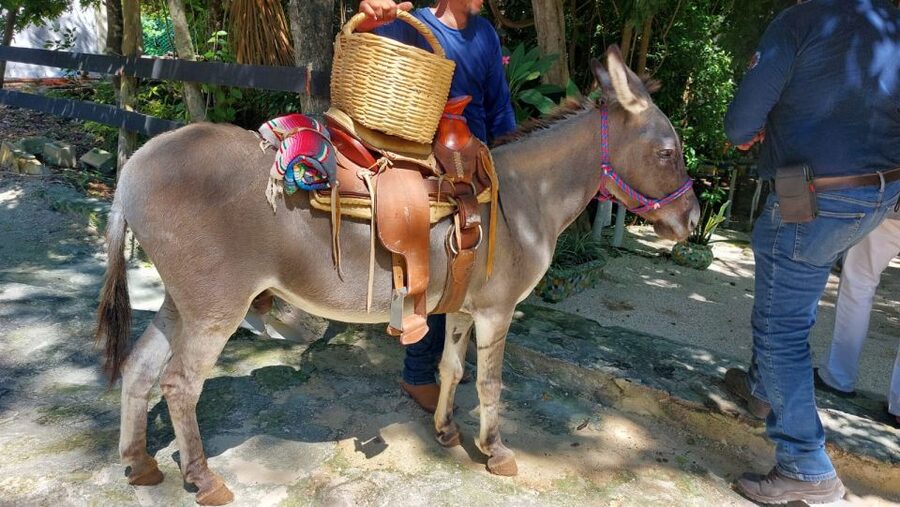 Riviera Maya: Horseback Riding at Rancho Bonanza - Cenote Swimming: How the Cooling Break Works