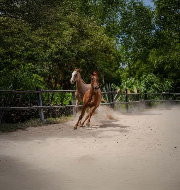 Riviera Maya: Horseback Riding at Rancho Bonanza - Price and Value: Is $140 Worth It?