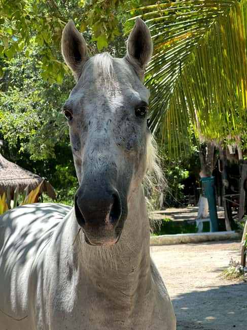 Riviera Maya: Horseback Riding at Rancho Bonanza - What to Pack: Your Checklist for a Cenote + Jungle Day