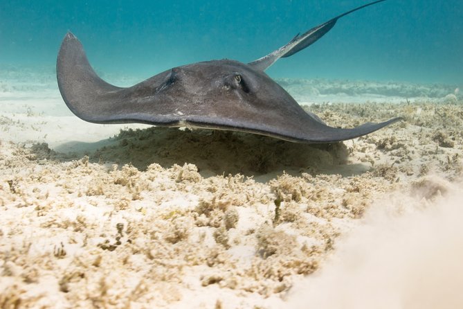 Riviera Maya Luxury Snorkeling Cruise with Lunch and Drinks - Price and value: what $139 really buys you