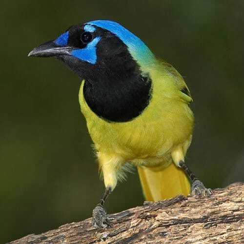 Riviera Maya: Puerto Morelos 4-Hour Bird Watching Tour - Key things to know before you go