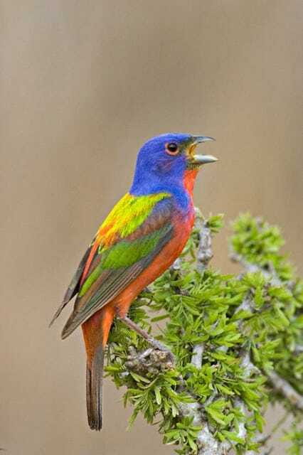 Riviera Maya: Puerto Morelos 4-Hour Bird Watching Tour - Why Puerto Morelos Jungle Birding Feels Different From Beach Time