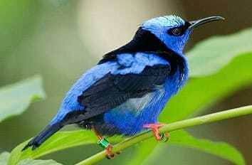 Riviera Maya: Puerto Morelos 4-Hour Bird Watching Tour - The 4-hour jungle hike: where your sightings actually happen