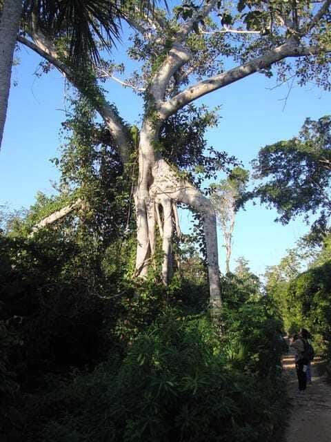 Riviera Maya: Puerto Morelos 4-Hour Bird Watching Tour - Your naturalist guide: turning birds into names and meaning