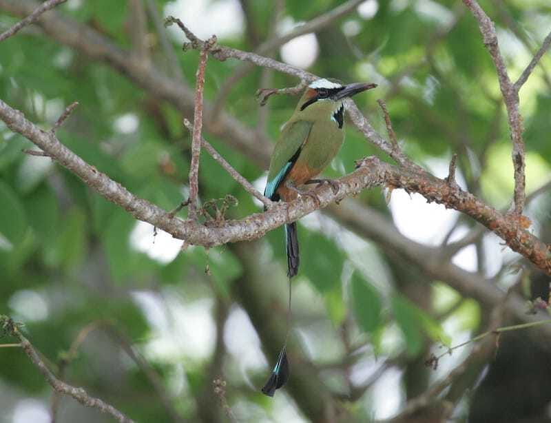 Riviera Maya: Puerto Morelos 4-Hour Bird Watching Tour - Transportation and private group comfort: small details that matter