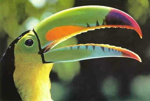 Riviera Maya: Puerto Morelos 4-Hour Bird Watching Tour - Getting to the start: a 6-hour trip with an early-morning rhythm