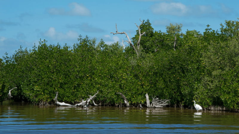 Riviera Maya: Rio Lagartos & Las Coloradas Day Trip w/Lunch - Timing and pace: you are paying for a lot of moving parts