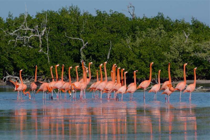 Riviera Maya: Rio Lagartos & Las Coloradas Day Trip w/Lunch - The ride from the Riviera Maya zone: long but manageable