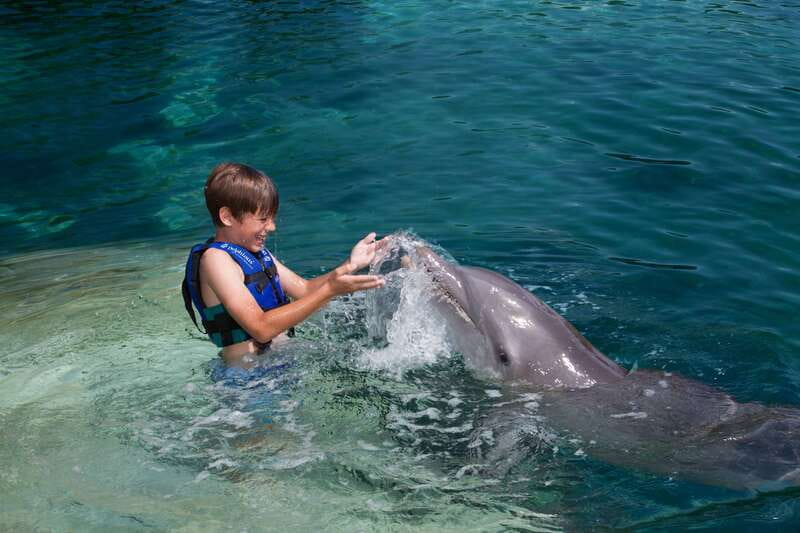Riviera Maya: Swimming Experience with Dolphins - Key points to know before you go