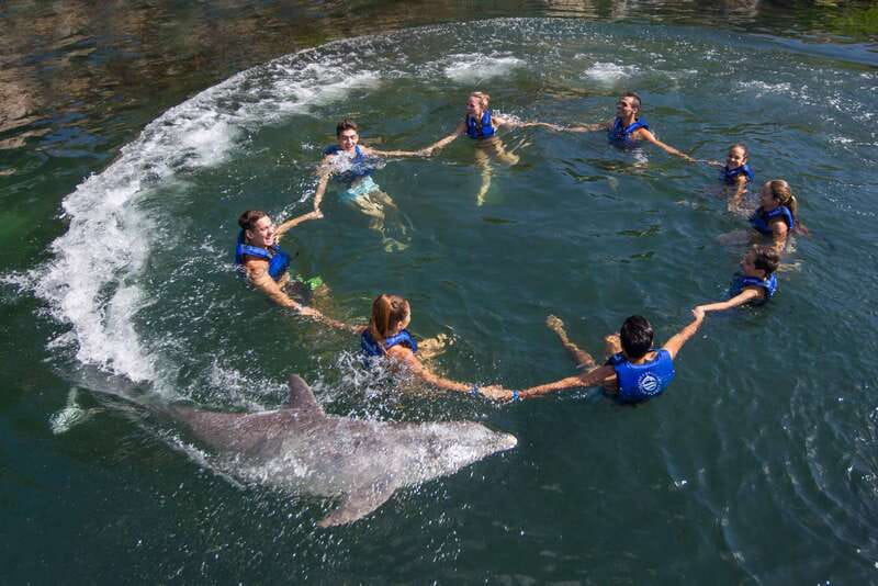 Riviera Maya: Swimming Experience with Dolphins - The 10 In-Water Activities: More Than Just Touching a Dolphin