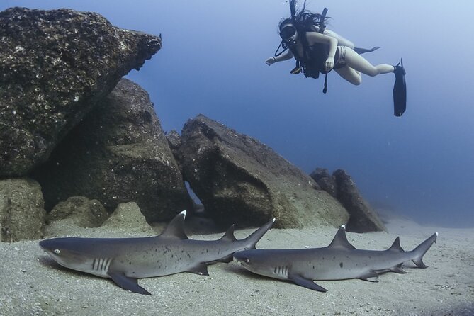 Scuba Diving - Guides, Safety Rhythm, and the Human Touch You Feel Fast