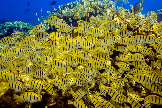 Scuba Diving - Price and Value: What $149 Covers, and Where Costs Can Appear