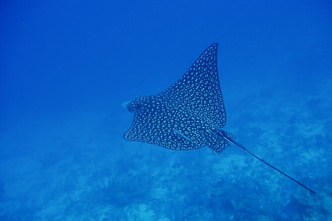 Scuba Diving for Beginners in Acapulco - Getting to the meeting point, with pickup that keeps it simple
