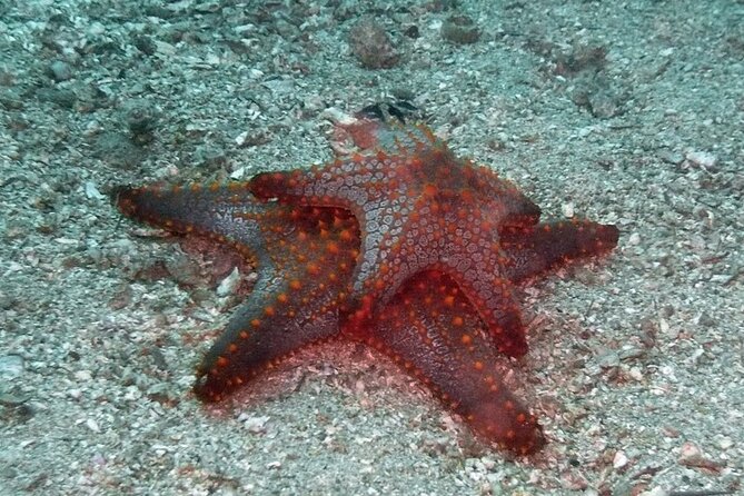 Scuba Diving for Beginners in Acapulco - Fitness rules and the asthma restriction you should not ignore