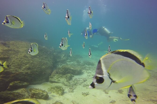 Scuba Diving for Beginners in Acapulco - Price and value: what you pay for beyond the water time