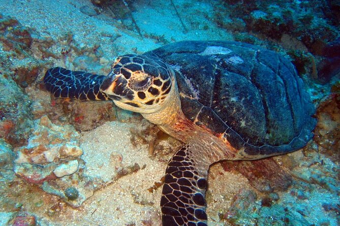 Scuba Diving for Beginners in Acapulco - Who this beginner scuba session in Acapulco fits best