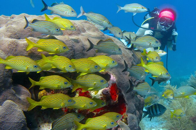 Scuba Diving Under Water Museum and Reef for beginners - Stop 1: MUSA Underwater Museum, swimming through 500-plus sculptures