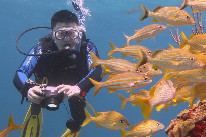 Scuba Diving Under Water Museum and Reef for beginners - Who should book this, and who should adjust expectations
