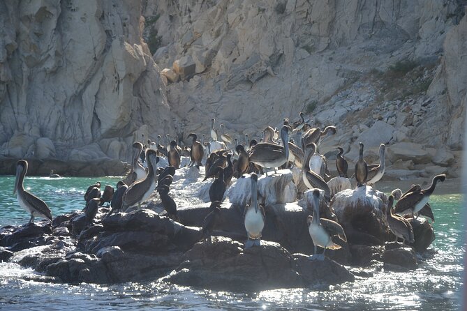 Shared Tour to the Arch of Cabo San Lucas - Lover’s Beach by boat only, swim if you want it