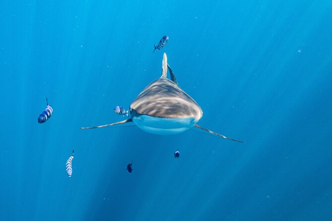 Shark Safari & Snorkel Adventure in Cabo San Lucas - Cabo Marine Park in Half a Day, With a Real Small-Group Feel