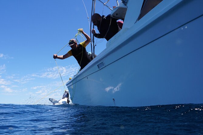 Shark Safari & Snorkel Adventure in Cabo San Lucas - Snorkel or Observe, Plus Gear and Comfort That Reduce Hassle