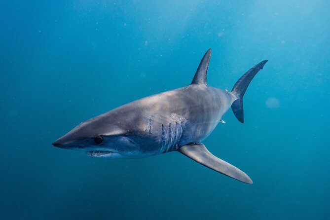Shark Safari & Snorkel Adventure in Cabo San Lucas - Underwater Photos and Video, and How You Keep the Memories