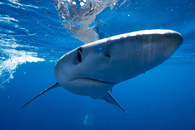 Shark Safari & Snorkel Adventure in Cabo San Lucas - Wildlife Seasons in Cabo: Whales, Mobulas, Turtles, and Sea Birds