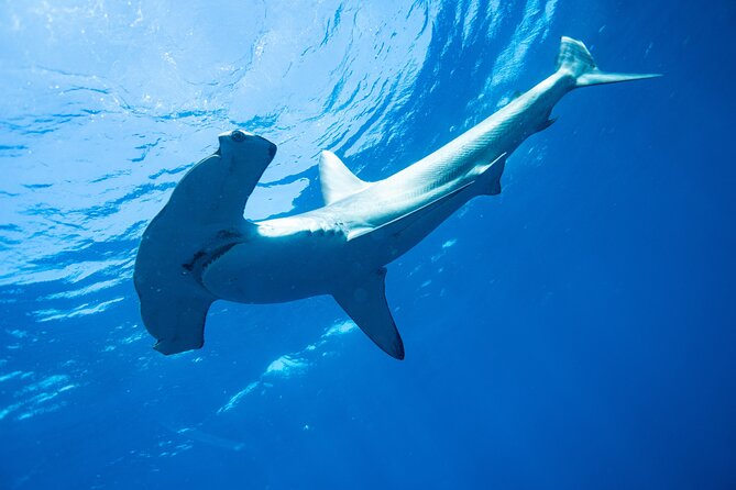 Shark Safari & Snorkel Adventure in Cabo San Lucas - Cruising Past El Arco, Lovers Beach, and Baja’s Famous Shoreline