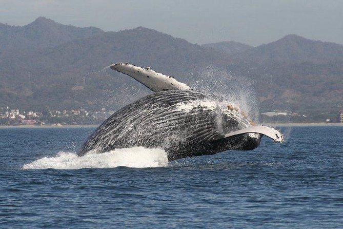 Small-Group Half-Day Whale-Watching Tour in Puerto Vallarta - Key takeaways before you go