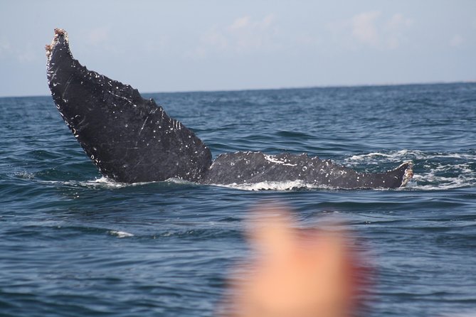Small-Group Half-Day Whale-Watching Tour in Puerto Vallarta - Meeting at Mr. Cream Pancakes and the start at Marina Vallarta