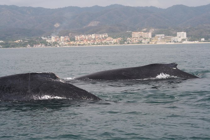 Small-Group Half-Day Whale-Watching Tour in Puerto Vallarta - The guide and captain team: what that means for your experience