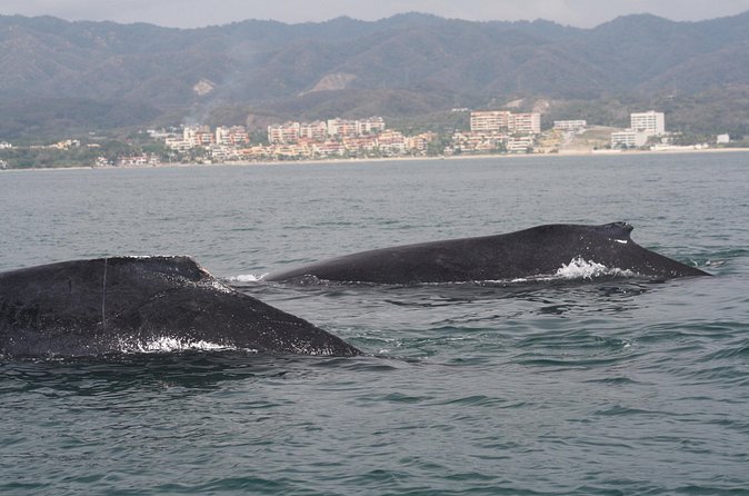 Small-Group Half-Day Whale-Watching Tour in Puerto Vallarta - Boat size, comfort, and why small groups help you actually see