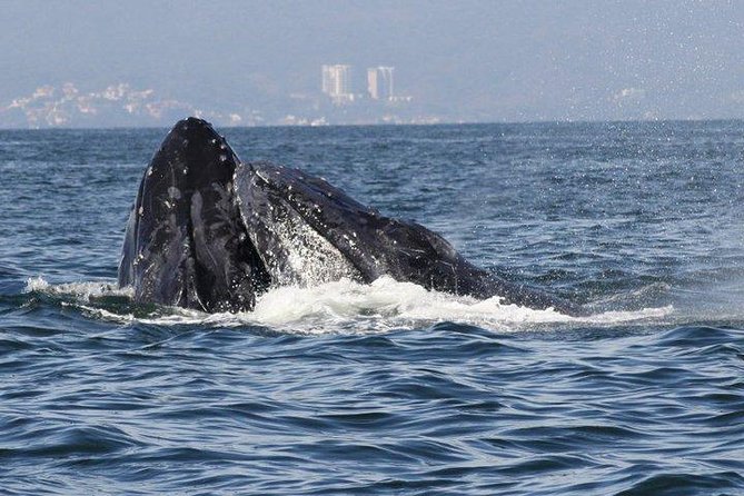 Small-Group Half-Day Whale-Watching Tour in Puerto Vallarta - Respectful distance in the real world (and why it affects your odds)