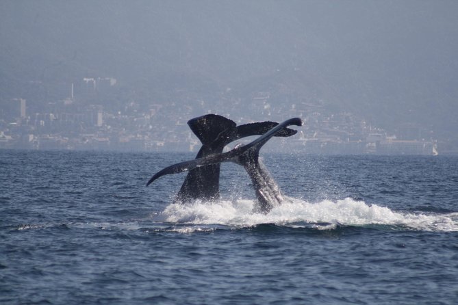 Small-Group Half-Day Whale-Watching Tour in Puerto Vallarta - Your mini-itinerary on the water: find, follow, and learn