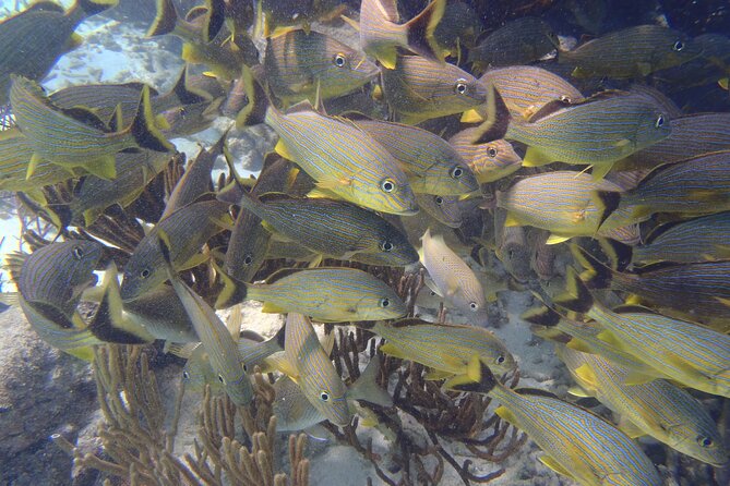 Small-Group Mesoamerican Barrier Reef Snorkeling in Puerto Morelos - Value for $45, what you really get