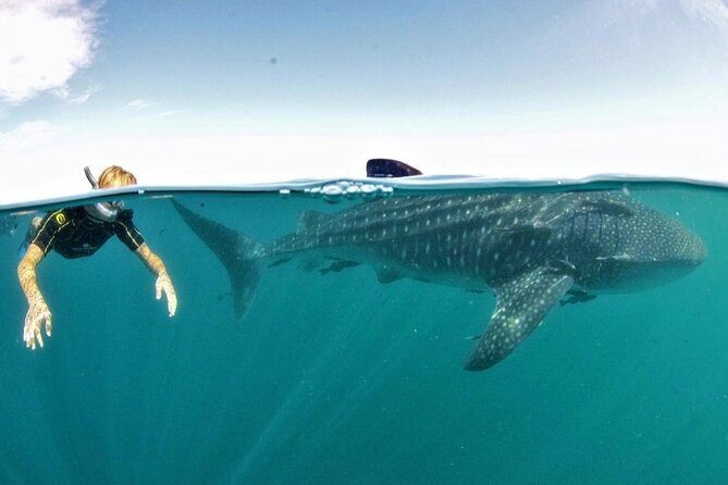 Small Group Whale Shark Snorkeling in La Paz, Mexico - Key things I’d circle before you book