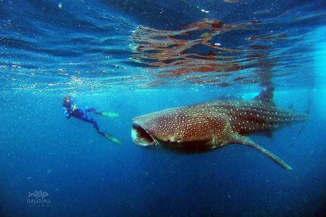 Small Group Whale Shark Snorkeling in La Paz, Mexico - Whale Sharks in La Paz: the real reason this tour sells out