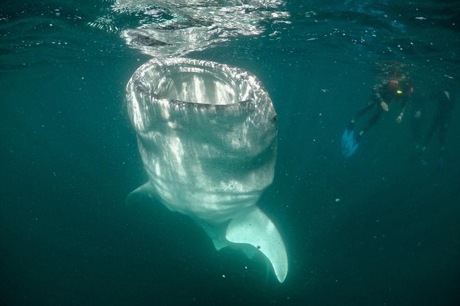 Small Group Whale Shark Snorkeling in La Paz, Mexico - The boat ride and safety talk: how the rules shape the day