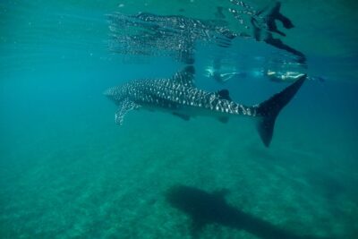 Small Group Whale Shark Snorkeling in La Paz, Mexico