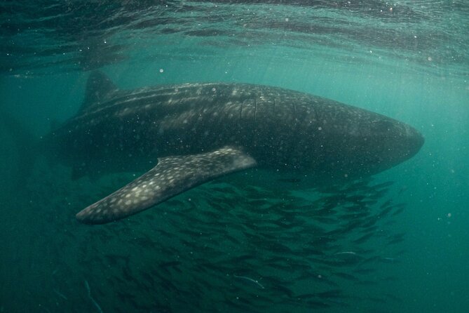 Small Group Whale Shark Snorkeling in La Paz, Mexico - Snorkeling with whale sharks: what your swim is likely to feel like