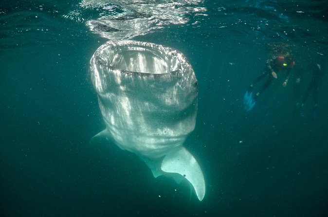 Small Group Whale Shark Snorkeling in La Paz, Mexico - Timed boat turns in La Paz, and the WhatsApp game