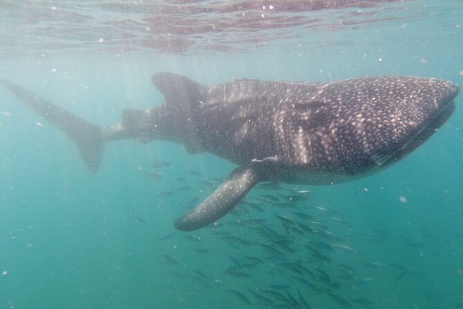 Small Group Whale Shark Snorkeling in La Paz, Mexico - Gear, snacks, and small comfort wins you will actually notice