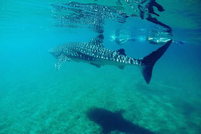 Small Group Whale Shark Snorkeling in La Paz, Mexico - Who this is best for, and who might want a rethink