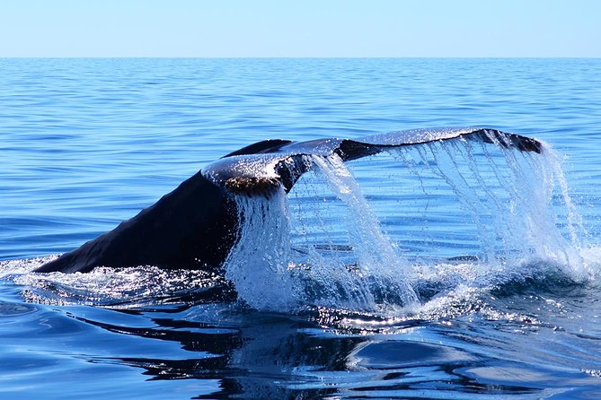 SMALL GROUP Whale Watch | Cabo San Lucas | Biologist | FREE Pics - A marine biologist + a small boat in Cabo San Lucas