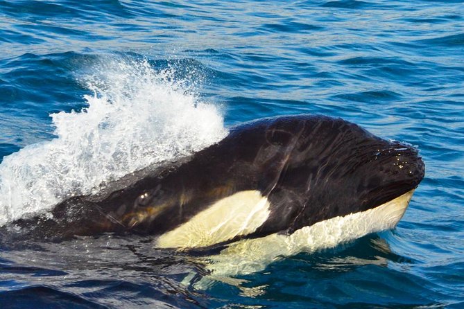 SMALL GROUP Whale Watch | Cabo San Lucas | Biologist | FREE Pics - Free pics, no bottled water, and how to stay comfortable on the ride
